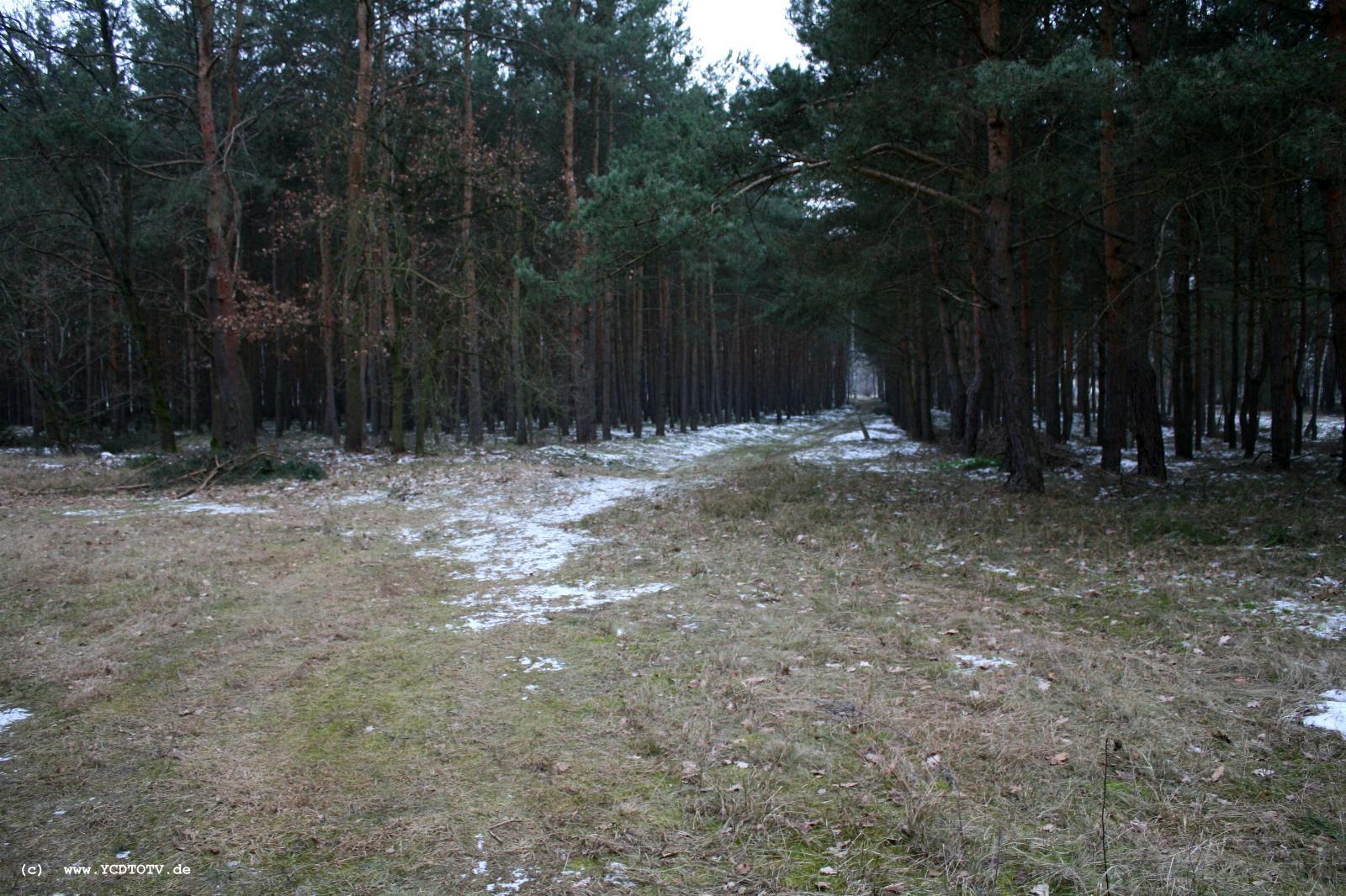 Strecke Stendal-Arneburg, 2011, N�he alte Trasse, Blick Richtung Stendal, Waldweg oder Trasse? 